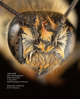 Megachile mellitarsis, female, head, MM