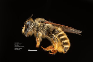 Megachile mellitarsis, female, lateral, MM