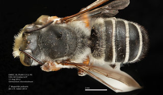 Megachile policaris, male, dorsal, EMEC SI PL