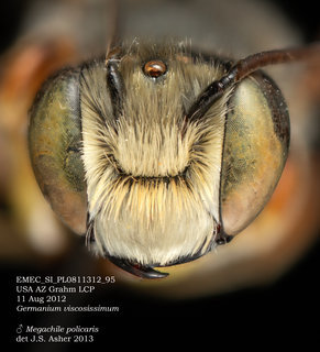 Megachile policaris, male, head, EMEC SI PL