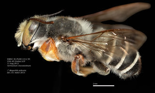 Megachile policaris, male, lateral, EMEC SI PL