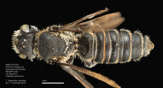 Megachile subexilis, female, dorsal, BBSL