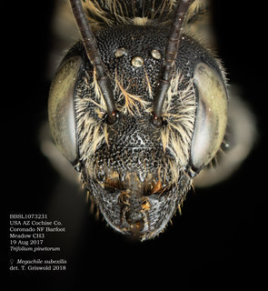 Megachile subexilis, female, head, BBSL