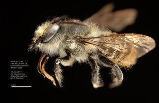 Megachile zapoteca, male, lateral, BBSL