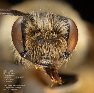Andrena astragali, female, fisher, head, IAE