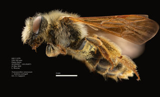 Andrena astragali, female, fisher, lateral, IAE