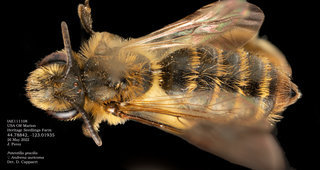 Andrena auricoma, female, dorsal, IAE