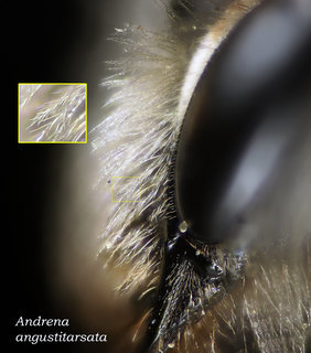 Andrena angustitarsata, female, head, clypeus hairs plumose, angustitarsata