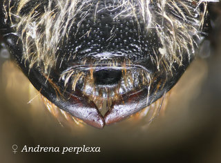 Andrena perplexa, head, labral and clypeus, perplexa