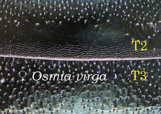 Osmia virga, abdomen, T long unpitted, virga