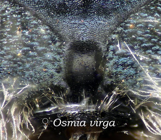 Osmia virga, abdomen, T oval, virga