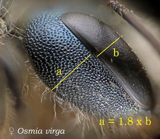 Osmia virga, head, cheek width ., virga