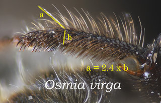 Osmia virga, legs, fore basitarsus hairs .xwidth, virga
