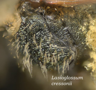 Lasioglossum cressonii, thorax, mesepisternum rough, cressonii