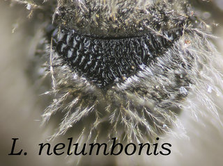 Lasioglossum nelumbonis, thorax, prop pointed, nelumbonis