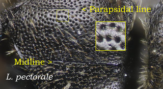 Lasioglossum pectorale, Thorax, scutum, surface reflectivity semi, pectorale
