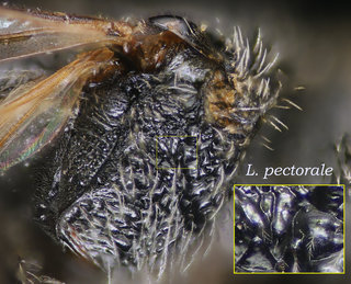 Lasioglossum pectorale, thorax, mesepi, rough, pectorale