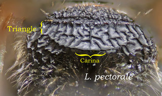 Lasioglossum pectorale, thorax, propodeum carinate
