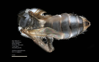 Andrena angustitarsata, female, dorsal, DLC