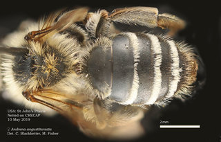 Andrena angustitarsata, female, dorsal, StJohn