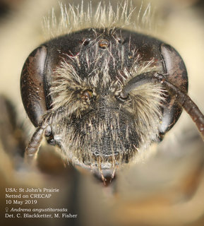 Andrena angustitarsata, female, head, StJohn