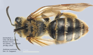 Andrena auricoma, female, dorsal, Herbert, DC