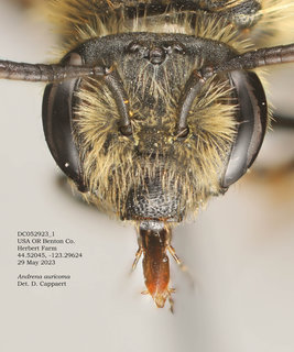 Andrena auricoma, female, head, Herbert, DC