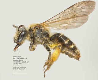Andrena auricoma, female, lateral, Herbert.DC