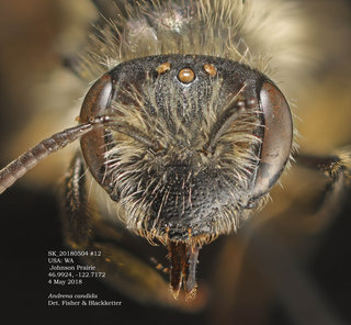 Andrena candida, female, head, SK