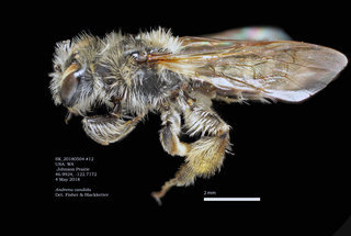 Andrena candida, female, lateral, SK