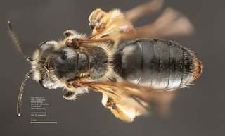 Andrena crataegi, female, dorsal, DLC