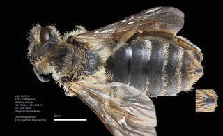 Andrena pensilis, female, dorsal, IAE
