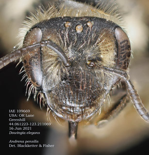 Andrena pensilis, female, head, GH