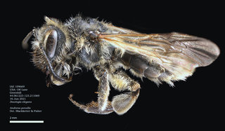 Andrena pensilis, female, lateral, GH