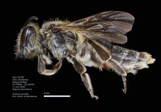 Andrena pensilis, female, lateral, IAE