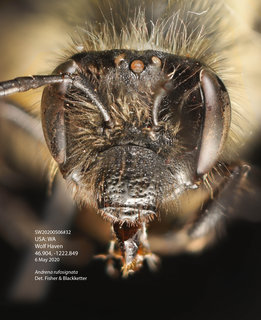 Andrena rufosignata, female, head, SW