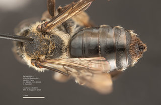 Andrena salicifloris, female, dorsal, DC