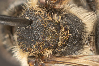 Andrena salicifloris, female, dorsal, DC -