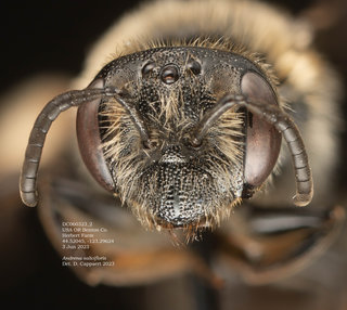 Andrena salicifloris, female, head, DC