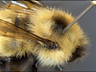 Bombus sandersoni, female, black hairs posterior scutum