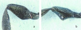 Ceratina dupla, male hind femur vs C. calarata