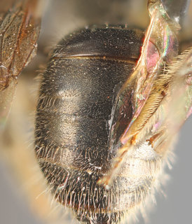 Lasioglossum diatretum, female b