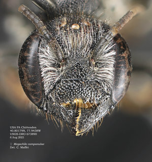 Megachile campanulae, female, head