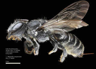 Megachile campanulae, female, lateral