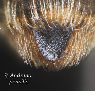 Andrena pensilis, abdomen, pygidial plate