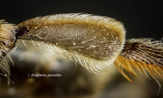 Andrena pensilis, legs, tibia cuneate