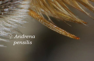 Andrena pensilis, legs, tibial spur straight