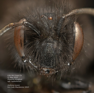 Andrena raveni, female, head, Physaria 202330531