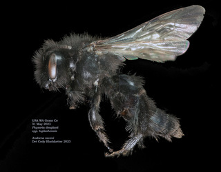 Andrena raveni, female, lateral, Physaria 202330531