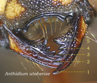 Anthidium utahense, female, mandible, rivers